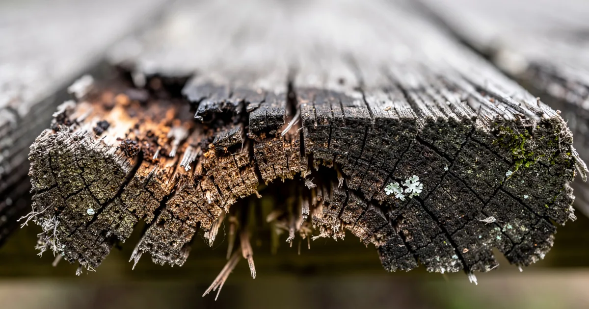 5 Signs Your Old Deck Needs More Than a New Coat of Stain